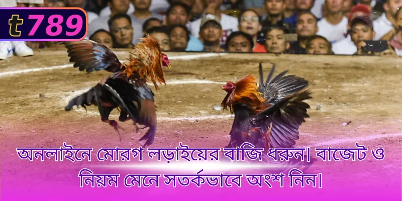 অনলাইনে মোরগ লড়াইয়ের বাজি ধরুন। বাজেট ও নিয়ম মেনে সতর্কভাবে অংশ নিন। 